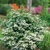 Form in bloom