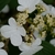 Flower detail