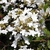 Viburnum plicatum f. tomentosum 'Summer Snowflake'