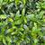 Viburnum propinquum