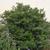 Viburnum propinquum