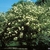 Viburnum prunifolium