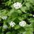 Shrub