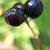 Fruit closeup