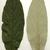 Front and back of leaf