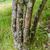 Bark