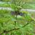 Leaves and stem