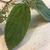 Leaf closeup