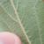Underside of leaf