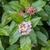Viburnum tinus