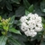 Cluster of white flowers, round buds and glossy leaves