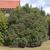 Viburnum tinus