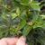 Viburnum tinus