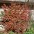 Fall Color Form