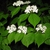 Viburnum wrightii
