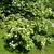 Form in bloom