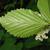 Underside of leaf