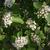 Viburnum 'Emerald Triumph'