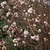 Viburnum x bodnantense