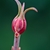 Pink flower bud