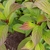 Green leaves
