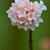 Viburnum x bodnantense