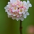 Cluster of pink flowers