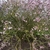 Form of 'Dawn in bloom with pink flowers