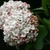Viburnum x carlcephalum