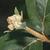 Stem and buds