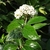 Viburnum x carlcephalum 'Chesapeake'