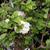 Flowers, leaves, stems