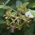 Viburnum x carlcephalum