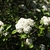 Viburnum x carlcephalum 'Chesapeake'