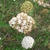 Viburnum x carlcephalum