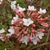 Viburnum x juddii