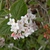 Viburnum x juddii