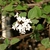 Viburnum x juddii
