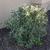 Viburnum x pragense