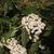 Flower and Leaves