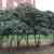 Tree form