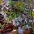 Flowering plant growing in a woodland setting