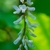 Flower buds forming
