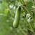 Vicia faba