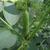Vicia faba