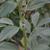 Vicia faba