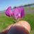 Vicia sativa