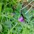 Vicia sativa