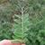 Vicia villosa