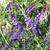 Vicia villosa